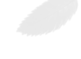 Soft Pine Needle Shadow Overlay