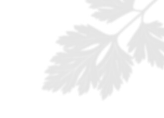 Delicate Parsley Leaf Shadow Overlay