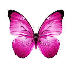 Isolated image of a pink butterfly with black veins on its wings against a black background in full view