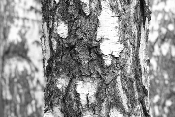 black-and-white photo with white birches