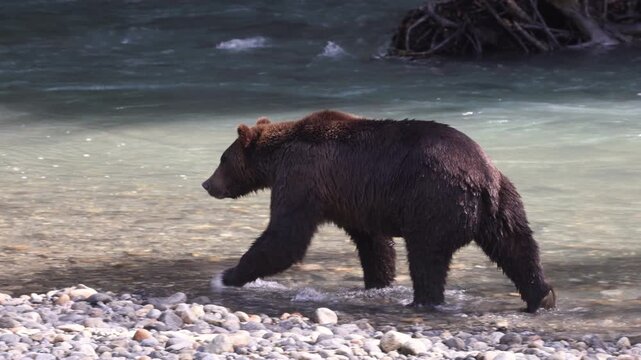 Grizzly bear walking by the river after catching a salmon. Brown bear foraging in the fall, fishing for salmon. Brown bear in coastal British Columbia near Bute Inlet and Campbell River, Canada