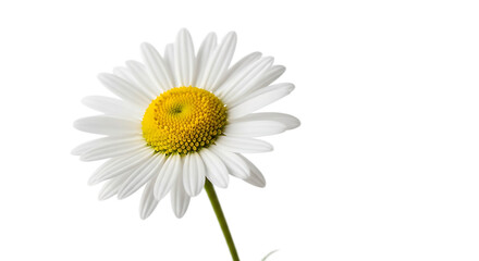 Isolated single daisy flower with white petals and yellow center on a black background close up view