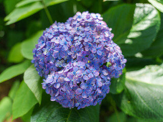 Vibrant Hydrangea Bloom in Shades of Purple and Blue