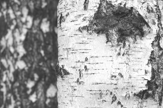 black-and-white photo with white birches - Powered by Adobe
