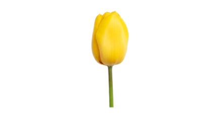 Close up of a single yellow tulip with a green stem on a black background in a studio setting