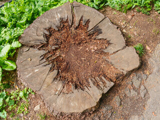 Forest Floor Detail: Decaying Stump and Leafy Plants