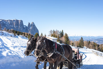Two dark horses pull a sleigh on a snowy road in the Dolomites