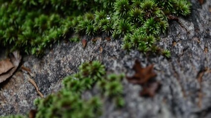Closeup journey over mosscovered stone with fallen leaves and dew drops - Powered by Adobe