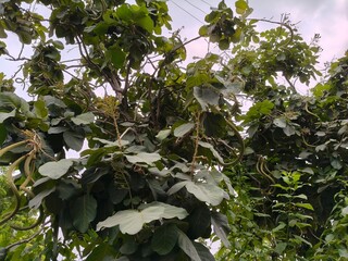 Close up shot of Fernandoa adenophylla beans and tree, 
