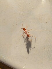 Close-up of a Red Weaver Ant Casting a Long Shadow on a Bright Surface. Macro Insect Life and Determination.