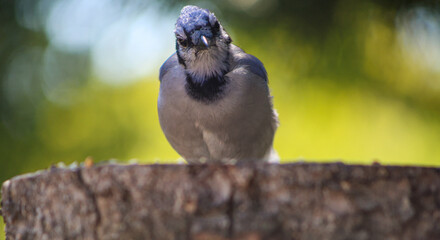 Curious Blue Jay making direct eye contact on a tree stump