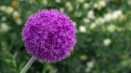 Riesen-Zierlauch, Allium Ambassador
