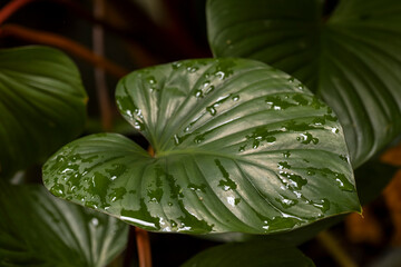 Fototapeta premium Vibrant green tropical leaf with glistening water droplets highlighting intricate veins. A close-up capturing nature's fresh, serene beauty.