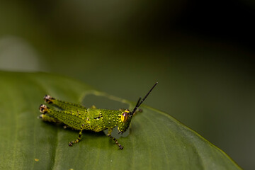 Macro: Vibrant green grasshopper with black spots & yellow eyes, camouflaged on a lush green leaf. Detailed nature shot. © VikSid