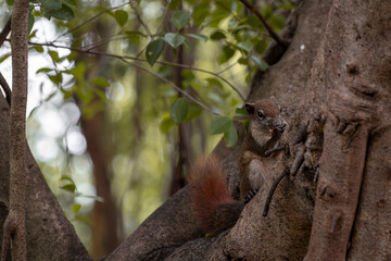This image features an adorable red-tailed squirrel perched on a tree branch, delicately holding and eating a piece of food. The bokeh background highlights its natural environment.