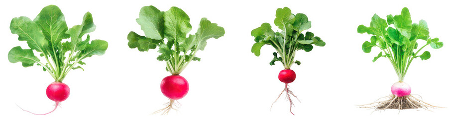 Fresh Radish Variety: A vibrant array of fresh radishes, each displaying its unique shape, from the crisp roots to the lush green leaves, a testament to nature's diversity. 