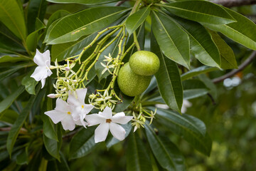Close-up of a Cerbera manghas branch featuring delicate white flowers with yellow centers and round, unripe green fruits. This highly poisonous plant is native to tropical regions.