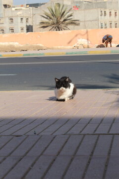 cat and dog