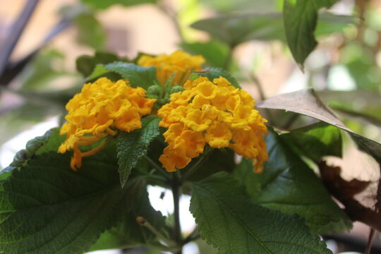 orange flower in the garden