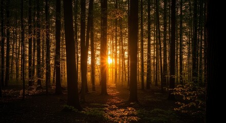 Fototapeta premium Golden Sunlight Bursting Through Dense Forest Trees at Dawn