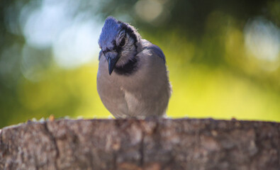 Blue Jay in Thought