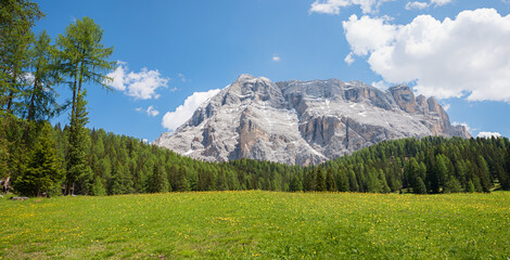 Heiligkreuzkofel mountain mass, meadow with lots of globeflowers, dolomites alps
