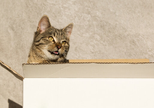 Fototapeta Mały szary wesoły kot bawi się pudełkiem