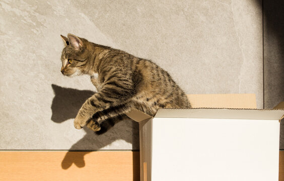 Fototapeta Mały szary wesoły kot bawi się pudełkiem