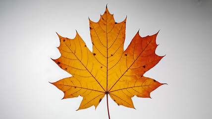 Single vibrant orange and yellow maple leaf showing beautiful autumnal texture and detail on a clean white background.