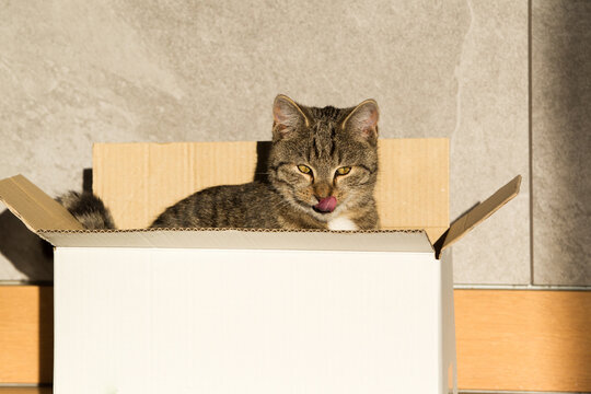 Fototapeta Mały szary wesoły kot bawi się pudełkiem