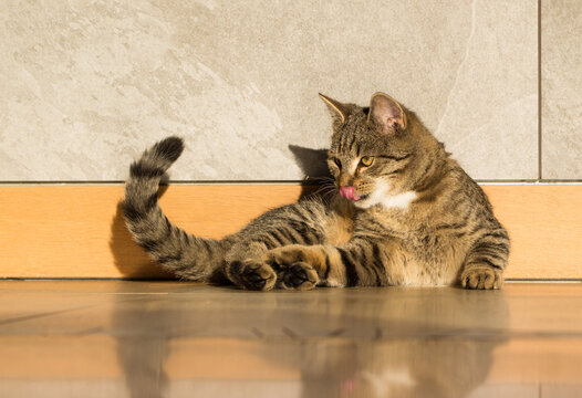 Fototapeta Mały szary wesoły kot bawi się pudełkiem