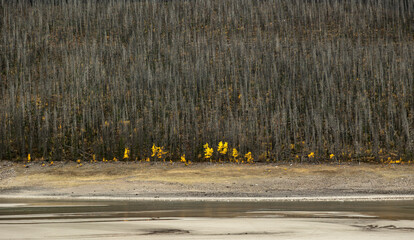 Burned forest and yellow autumn trees near Jasper National Park