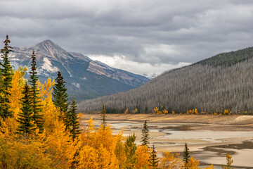 Burned forest and yellow autumn trees near Jasper National Park