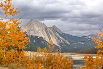 Autumn trees and glacier under cloudy sky in Alberta Rockies
