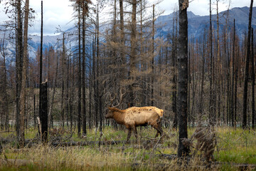 Elk in burned forest near Jasper National Park, Alberta, Canada
