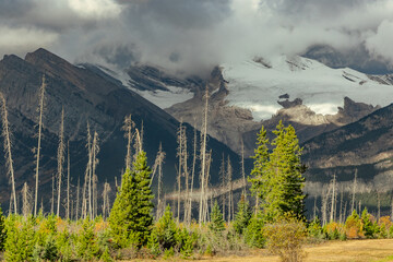 Dead trees and glacier under stormy sky in Jasper National Park