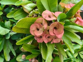 Close up shot of Euphorbia Mili Flower.