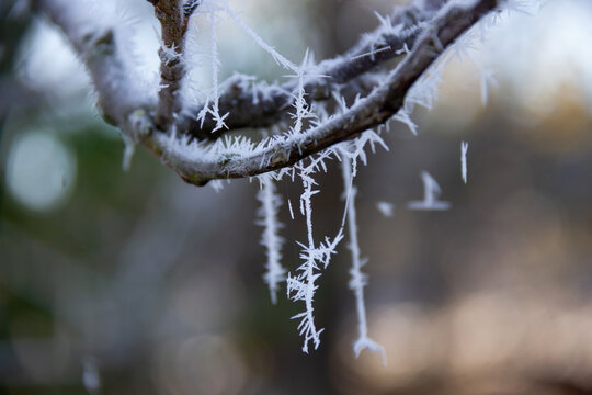 Frost on tree branches. Selective focus.