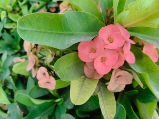 Close up shot of Euphorbia Mili Flower.