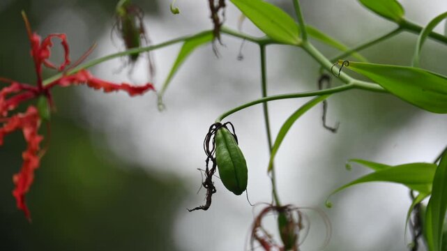 Gloriosa superba fruit. Its species of flowering plant in family&nbsp;Colchicaceae. Its Common names&nbsp;flame lily, climbing lily,&nbsp;creeping lily,&nbsp;glory lily, gloriosa lily,&nbsp;tiger claw flower and&nbsp;fire lily.