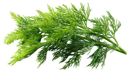 Fresh green dill herb bunch aromatic seasoning culinary ingredient for cooking and garnishing close up isolated on white background