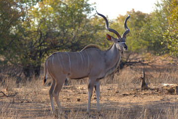 Greater Kudu male (Tragelaphus strepsiceros). Taken in Kruger National Park, South Africa.