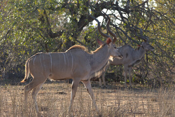 Greater Kudu male (Tragelaphus strepsiceros). Taken in Kruger National Park, South Africa.