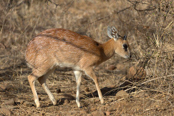 Sharpe's Grysbok (Raphicerus sharpei). Taken in Kruger National Park, South Africa.