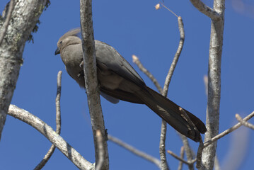 Grey Go-away Bird (Crinifer concolor). Taken in Kruger National Park, South Africa.