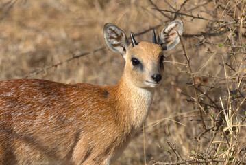 Sharpe's Grysbok (Raphicerus sharpei). Taken in Kruger National Park, South Africa.