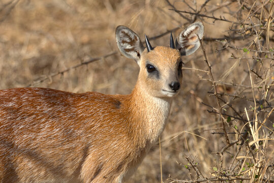 Sharpe's Grysbok (Raphicerus sharpei). Taken in Kruger National Park, South Africa.