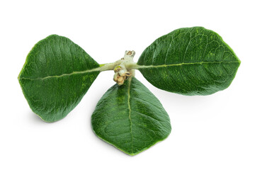Leaves of Feijoa sellowiana, feijoa, pineapple guava and guavasteen isolated on white background. Top view. Flat lay