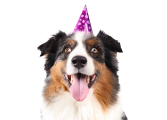 Senior dog with party hat celebrating birthday or new year. Dog wearing party cone. 10 years old, male, Australian shepherd with blue merle with copper, white trim and heterochromia. Selective focus.