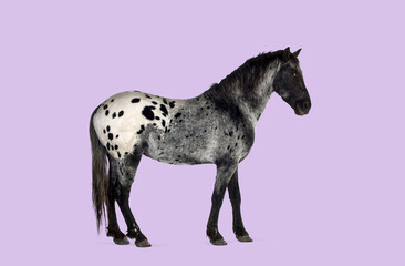 Appaloosa horse standing sideways showing spotted coat